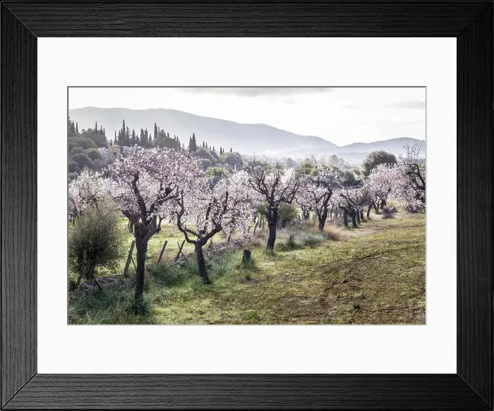Framed Print : Blossoming almond trees in the morning light near the village of Es Capdella, Mallorca, Balearic Islands, Spain Framed Print : Blossoming almond trees in the morning light near the village of Es Capdella, Mallorca, Balearic Islands, Spain