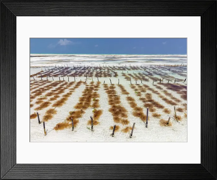 Framed Print : Seaweed farming, Jambiani, Zanzibar, Tanzania Framed Print : Seaweed farming, Jambiani, Zanzibar, Tanzania