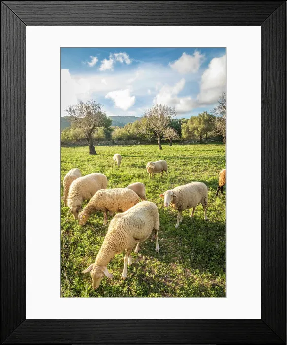 Framed Print : Sheep pasture between Port d`Andratx and Sant Elm, Mallorca, Balearic Islands, Spain Framed Print : Sheep pasture between Port d`Andratx and Sant Elm, Mallorca, Balearic Islands, Spain