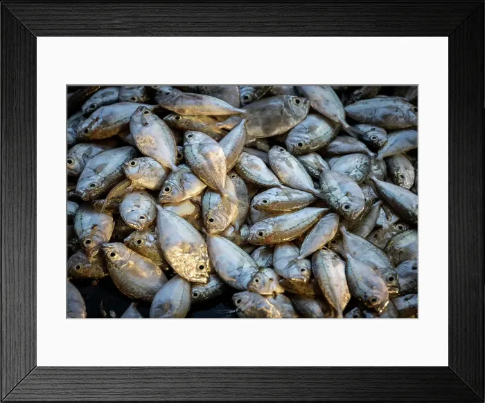 Framed Print : Fresh fish on display at local market, Stonetown, Zanzibar, Tanzania Framed Print : Fresh fish on display at local market, Stonetown, Zanzibar, Tanzania