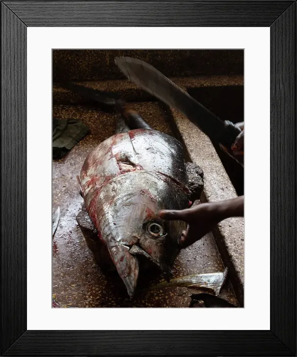 Framed Print : Freshly caught fish, Nungwi. Zanzibar, Tanzania Framed Print : Freshly caught fish, Nungwi. Zanzibar, Tanzania