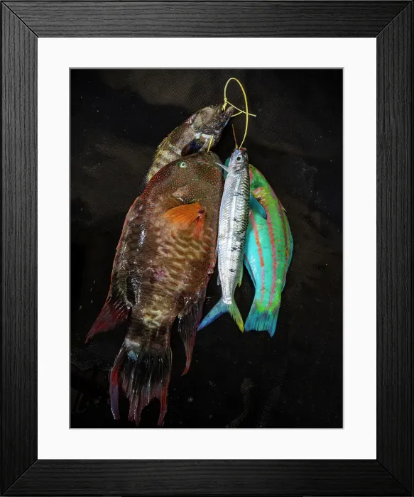 Framed Print : Freshly caught fish, Nungwi. Zanzibar, Tanzania Framed Print : Freshly caught fish, Nungwi. Zanzibar, Tanzania