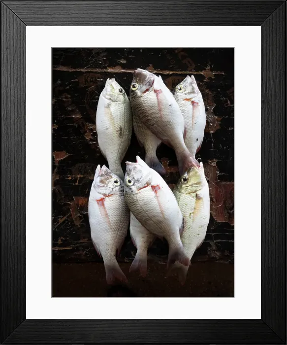 Framed Print : Fresh fish on display at local market, Stonetown. Zanzibar, Tanzania Framed Print : Fresh fish on display at local market, Stonetown. Zanzibar, Tanzania