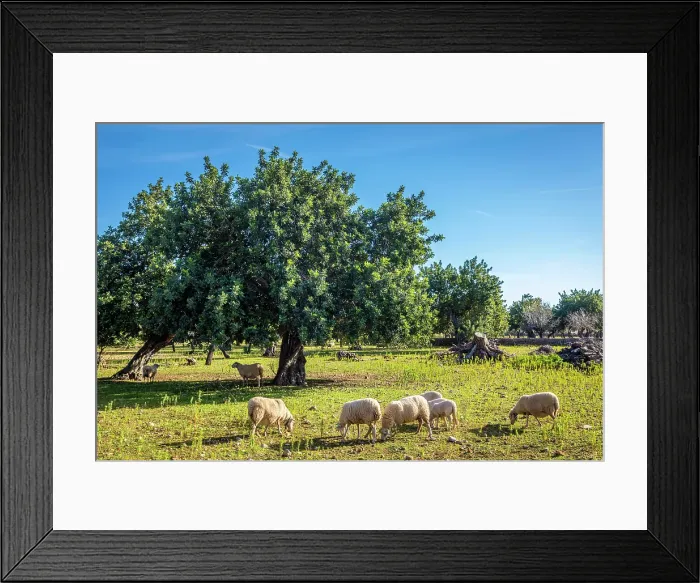 Framed Print : Grazing sheep near the village of S`Esgleieta, Mallorca, Balearic Islands, Spain Framed Print : Grazing sheep near the village of S`Esgleieta, Mallorca, Balearic Islands, Spain