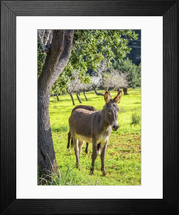 Framed Print : Donkeys on a farm near Ses Rotgetes de Canet, Mallorca, Balearic Islands, Spain Framed Print : Donkeys on a farm near Ses Rotgetes de Canet, Mallorca, Balearic Islands, Spain