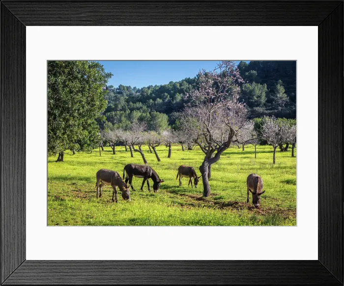 Framed Print : Donkeys on a farm near Ses Rotgetes de Canet, Mallorca, Balearic Islands, Spain Framed Print : Donkeys on a farm near Ses Rotgetes de Canet, Mallorca, Balearic Islands, Spain