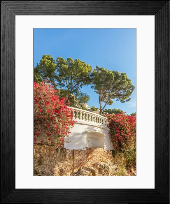 Framed Print : Blooming Bugainvillea in Cala Fornells, Mallorca, Balearic Islands, Spain Framed Print : Blooming Bugainvillea in Cala Fornells, Mallorca, Balearic Islands, Spain
