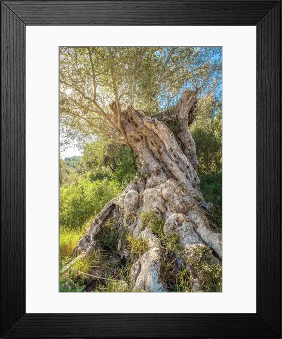 Framed Print : Old olive trees on the path between Es Capdella and Finca Publica Galatzo, Mallorca, Balearic Islands, Spain Framed Print : Old olive trees on the path between Es Capdella and Finca Publica Galatzo, Mallorca, Balearic Islands, Spain