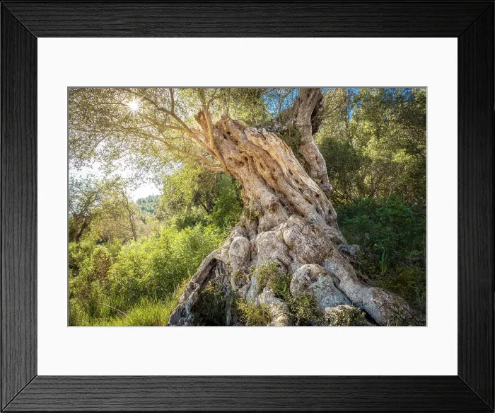 Framed Print : Old olive trees on the path between Es Capdella and Finca Publica Galatzo, Mallorca, Balearic Islands, Spain Framed Print : Old olive trees on the path between Es Capdella and Finca Publica Galatzo, Mallorca, Balearic Islands, Spain