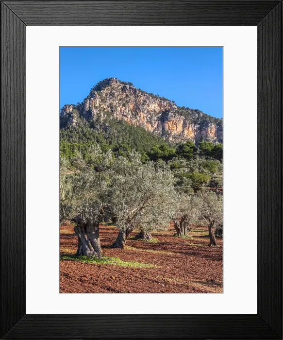 Framed Print : Old olive grove near Valldemossa, Mallorca, Balearic Islands, Spain Framed Print : Old olive grove near Valldemossa, Mallorca, Balearic Islands, Spain