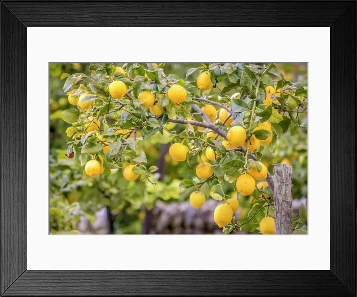 Framed Print : Lemon tree in the mountain village of Deia in the Serra de Tramuntana, Mallorca, Balearic Islands, Spain Framed Print : Lemon tree in the mountain village of Deia in the Serra de Tramuntana, Mallorca, Balearic Islands, Spain