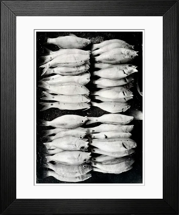 Framed Print : Fresh fish on display at local market, Stonetown. Zanzibar, Tanzania Framed Print : Fresh fish on display at local market, Stonetown. Zanzibar, Tanzania