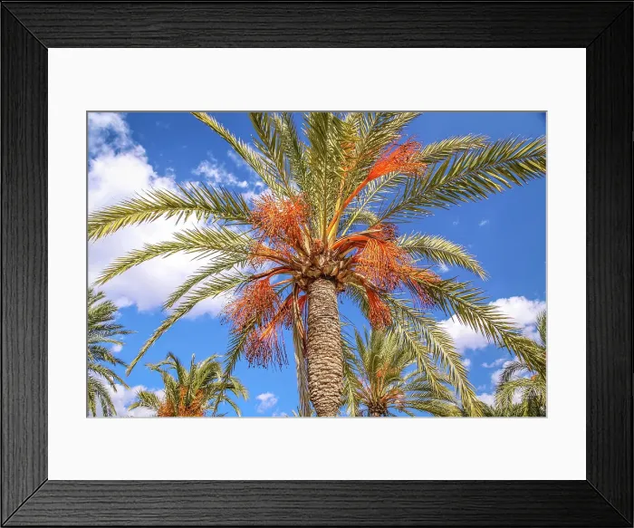 Framed Print : Date palm trees on the promenade at Lago Espejo de Cristal, Palma de Mallorca, Mallorca, Balearic Islands, Spain Framed Print : Date palm trees on the promenade at Lago Espejo de Cristal, Palma de Mallorca, Mallorca, Balearic Islands, Spain