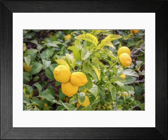 Framed Print : Ripe lemons on a lemon tree in the old town of Valldemossa, Mallorca, Balearic Islands, Spain Framed Print : Ripe lemons on a lemon tree in the old town of Valldemossa, Mallorca, Balearic Islands, Spain