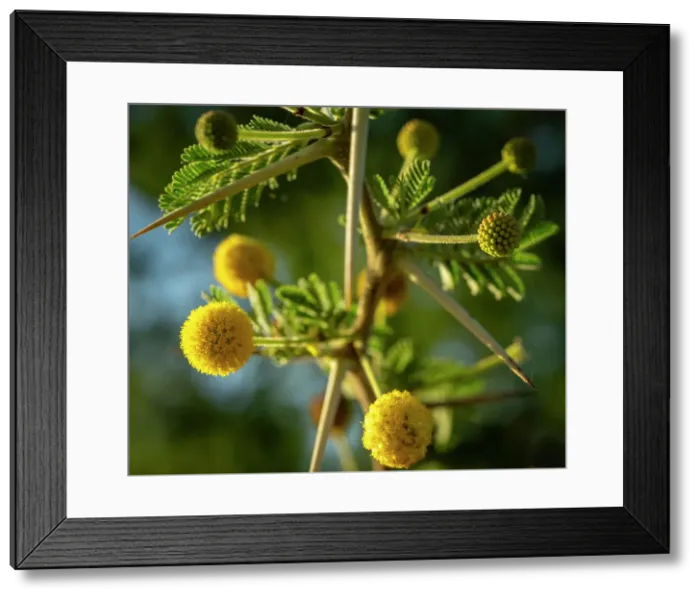 Framed Print : africa, Tanzania, Manyara Region. A macro of the flowers of a thorn acacia tree Framed Print : africa, Tanzania, Manyara Region. A macro of the flowers of a thorn acacia tree