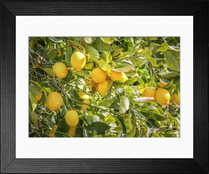Framed Print : Ripe lemons on a lemon tree in the old town of Valldemossa, Mallorca, Balearic Islands, Spain Framed Print : Ripe lemons on a lemon tree in the old town of Valldemossa, Mallorca, Balearic Islands, Spain