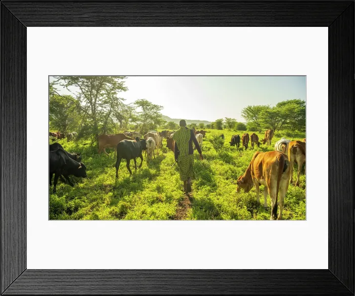 Framed Print : africa, Tanzania, Manyara Region. A maasai herdsman with cattle in the bushland