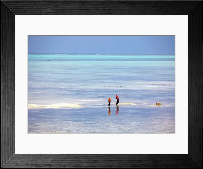 Framed Print : Women collecting seaweed, Jambiani, Zanzibar, Tanzania Framed Print : Women collecting seaweed, Jambiani, Zanzibar, Tanzania