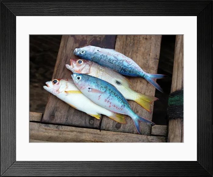 Framed Print : Freshly caught fish, Nungwi. Zanzibar, Tanzania Framed Print : Freshly caught fish, Nungwi. Zanzibar, Tanzania