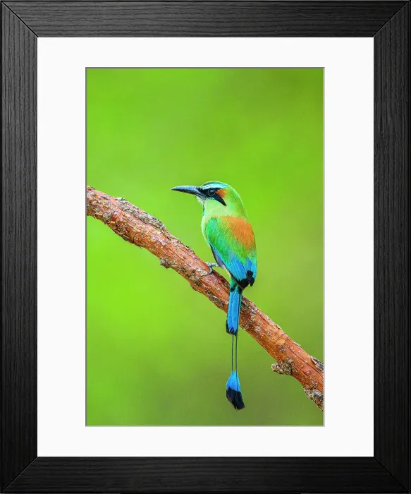 Framed Print : Turquoise-browed motmot (Eumomota superciliosa), Orotina, Alajuela, Costa Rica Framed Print : Turquoise-browed motmot (Eumomota superciliosa), Orotina, Alajuela, Costa Rica