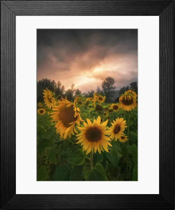 Framed Print : Sunflowers, Salmon Arm, British Columbia, Canada Framed Print : Sunflowers, Salmon Arm, British Columbia, Canada