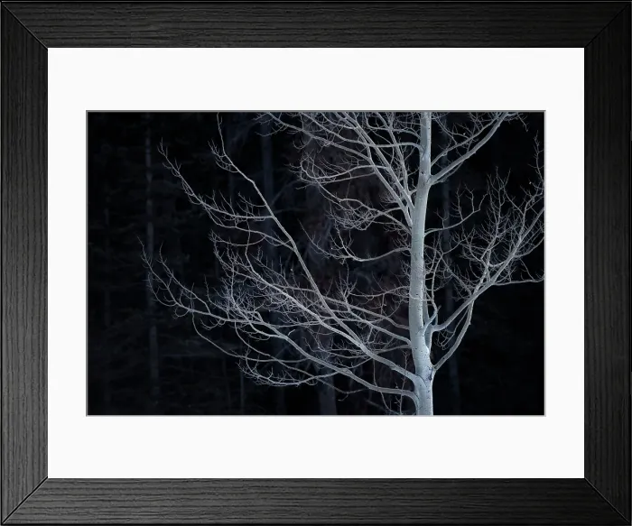 Framed Print : Tree, Clearwater County, Alberta, Canada Framed Print : Tree, Clearwater County, Alberta, Canada