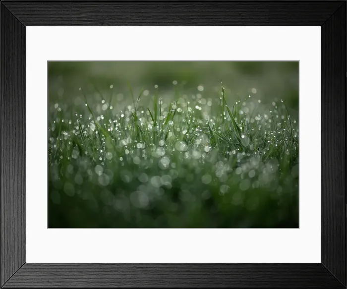 Framed Print : Dewdrops on grass, Shuswap, British Columbia, Canada Framed Print : Dewdrops on grass, Shuswap, British Columbia, Canada