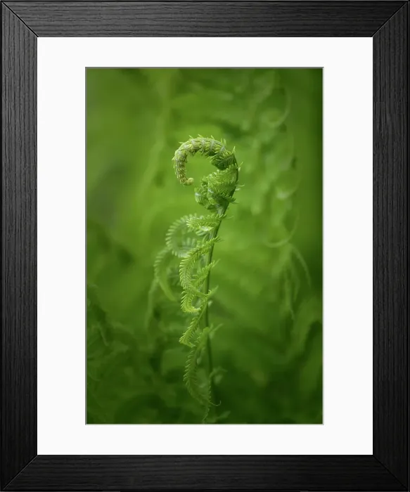 Framed Print : Fern, Shuswap, British Columbia, Canada Framed Print : Fern, Shuswap, British Columbia, Canada