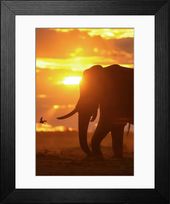 Framed Print : Elephant bull at a waterhole at sunset, Savute, Botswana