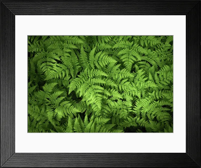 Framed Print : Fern, Shuswap, British Columbia, Canada Framed Print : Fern, Shuswap, British Columbia, Canada