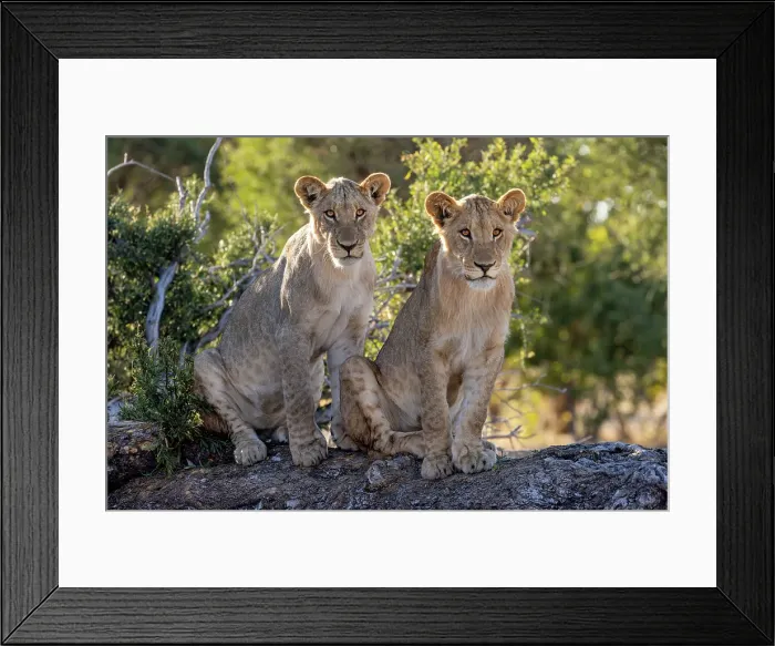 Framed Print : Lion cubs on a fallen tree, Okavango Delta, Botswana Framed Print : Lion cubs on a fallen tree, Okavango Delta, Botswana
