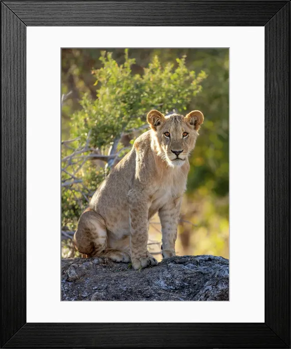 Framed Print : Lion cub on a fallen tree, Okavango Delta, Botswana Framed Print : Lion cub on a fallen tree, Okavango Delta, Botswana