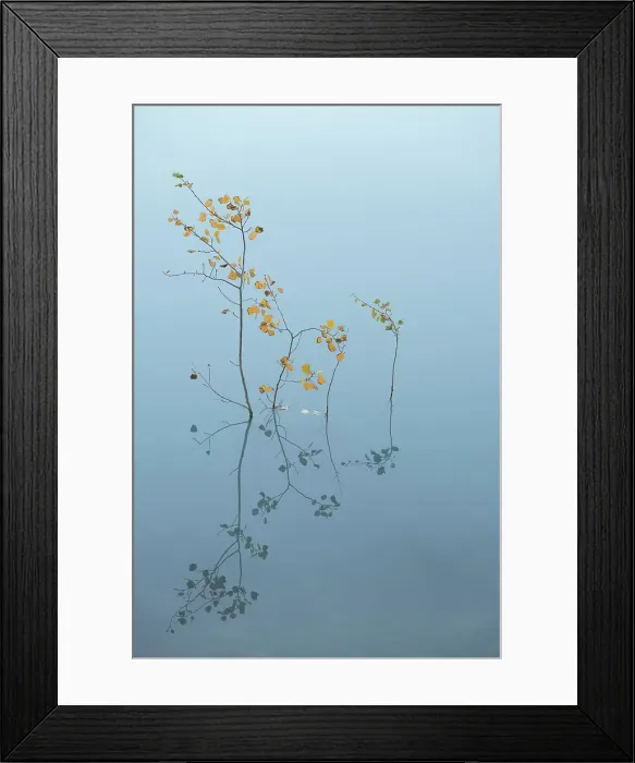 Framed Print : Aspens in the water, Abraham Lake, Clearwater County, Alberta, Canada Framed Print : Aspens in the water, Abraham Lake, Clearwater County, Alberta, Canada