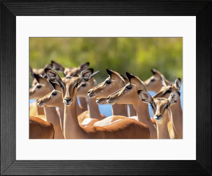 Framed Print : Impala herd, Okavango Delta, Botswana Framed Print : Impala herd, Okavango Delta, Botswana