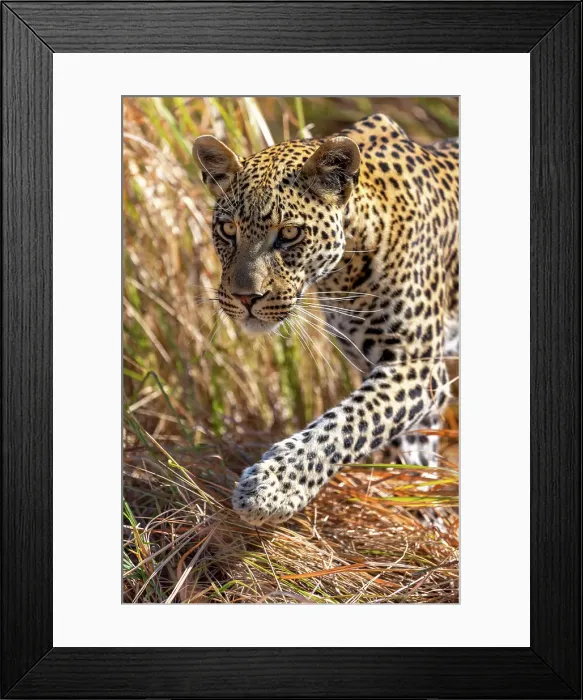 Framed Print : Leopard walking, Okavango Delta, Botswana