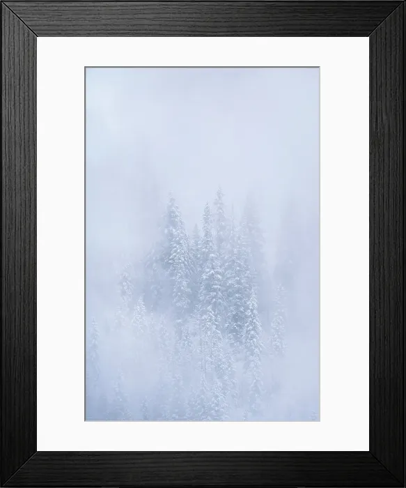 Framed Print : Snowy trees, Salmon Arm, British Columbia, Canada