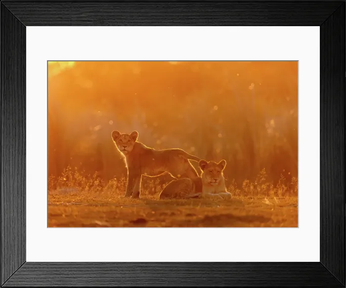 Framed Print : Lion cubs sitting in golden light at sunset, Okavango Delta, Botswana Framed Print : Lion cubs sitting in golden light at sunset, Okavango Delta, Botswana