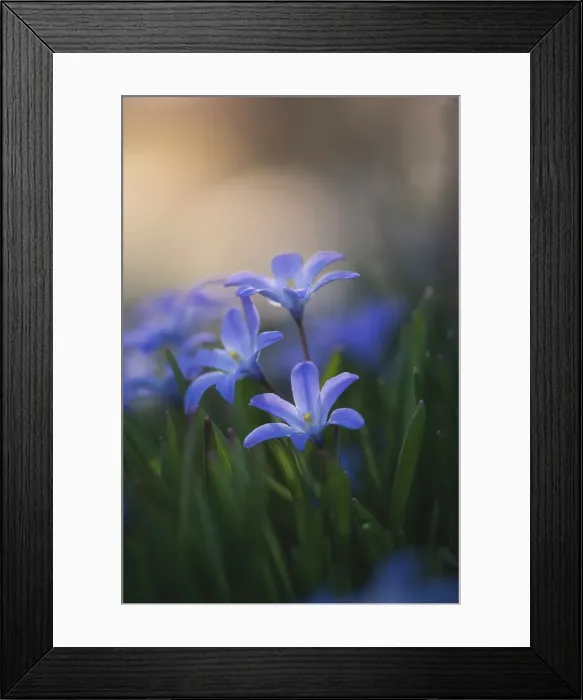 Framed Print : Purple flowers, Salmon Arm, British Columbia, Canada Framed Print : Purple flowers, Salmon Arm, British Columbia, Canada