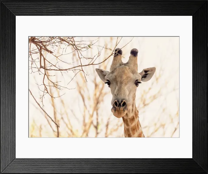 Framed Print : Africa, Botswana, Chobe National Park. A portrait of a Southern Giraffe Framed Print : Africa, Botswana, Chobe National Park. A portrait of a Southern Giraffe