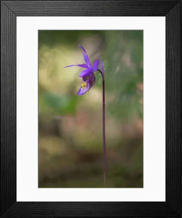 Framed Print : Ladyslipper Orchid, Shuswap, British Columbia, Canada Framed Print : Ladyslipper Orchid, Shuswap, British Columbia, Canada