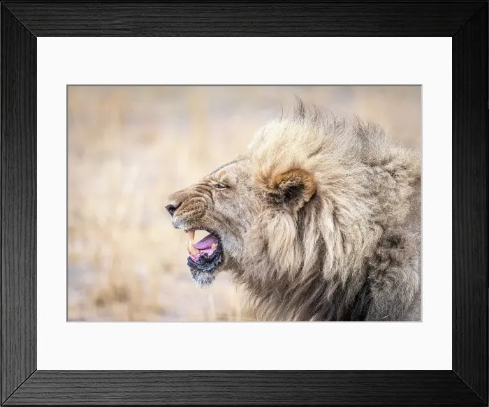 Framed Print : Africa, Botswana, Kwando Concession. A beautiful male lion showing his teeth grimacing Framed Print : Africa, Botswana, Kwando Concession. A beautiful male lion showing his teeth grimacing