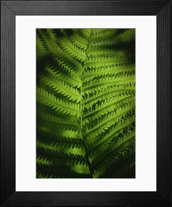 Framed Print : Fern, Shuswap, British Columbia, Canada Framed Print : Fern, Shuswap, British Columbia, Canada