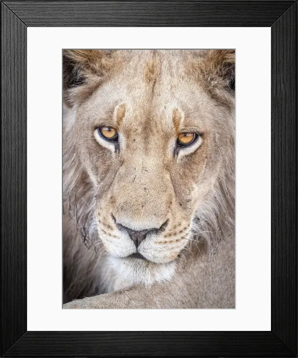 Framed Print : Africa, Botswana, Kwando Concession. A beautiful young male lion portrait Framed Print : Africa, Botswana, Kwando Concession. A beautiful young male lion portrait