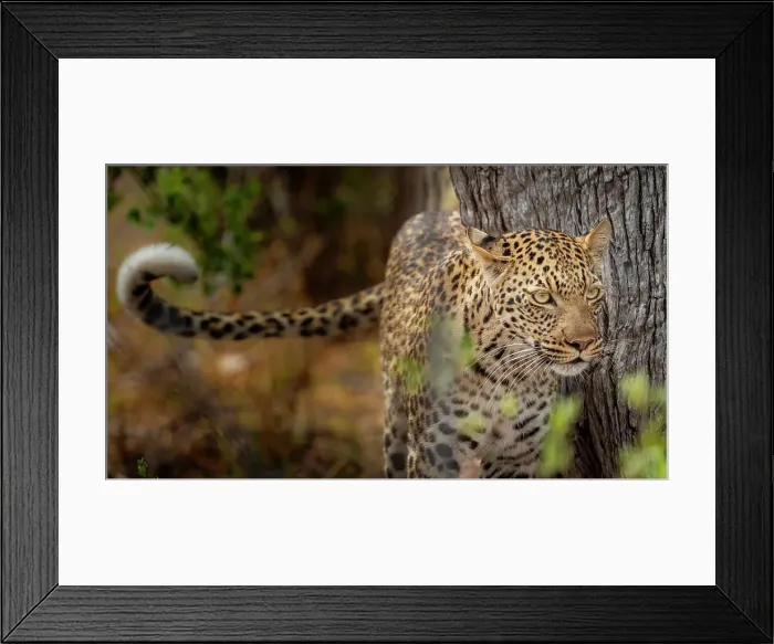 Framed Print : Africa, Botswana, Kwando Concession. A leopard on the hunt in the bushes