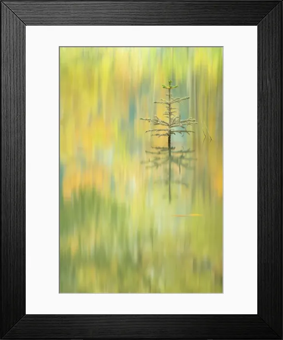 Framed Print : Autumn colours reflected in the lake, Abraham Lake, Clearwater County, Alberta, Canada Framed Print : Autumn colours reflected in the lake, Abraham Lake, Clearwater County, Alberta, Canada