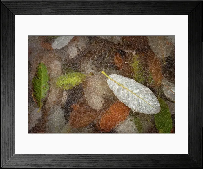 Framed Print : Leaves in frozen pond, Revelstoke, British Columbia, Canada Framed Print : Leaves in frozen pond, Revelstoke, British Columbia, Canada