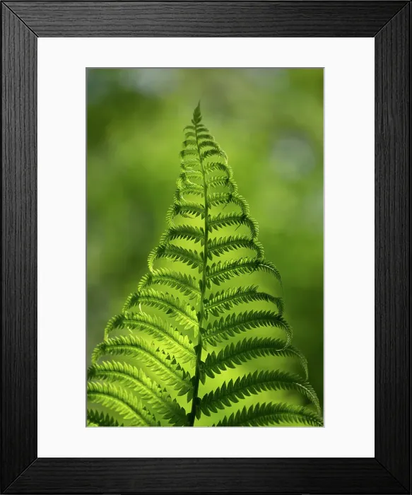Framed Print : Fern, Shuswap, British Columbia, Canada Framed Print : Fern, Shuswap, British Columbia, Canada