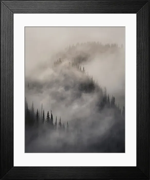 Framed Print : Trees & fog, Revelstoke, British Columbia, Canada Framed Print : Trees & fog, Revelstoke, British Columbia, Canada