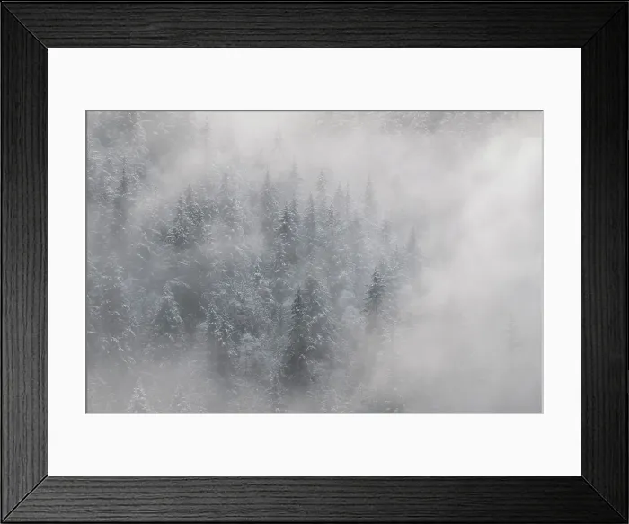 Framed Print : Snowy tree, Salmon Arm, British Columbia, Canada