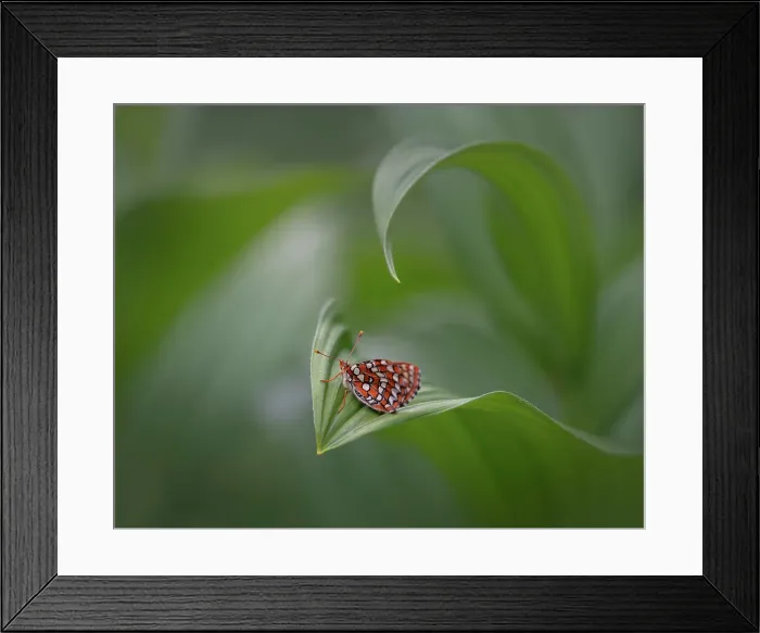 Framed Print : Butterfly, Shuswap, British Columbia, Canada Framed Print : Butterfly, Shuswap, British Columbia, Canada